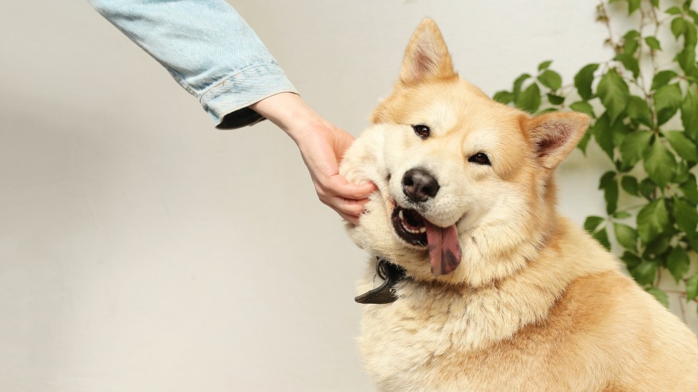 Los beneficios de la arcilla en los cuidados de los animales