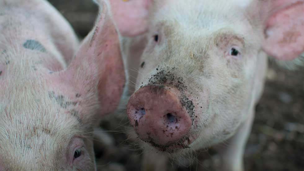 the use of green clay in pig feed