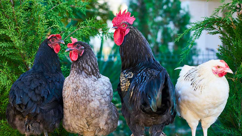 la arcilla verde también tiene un lugar en la alimentación de aves de corral