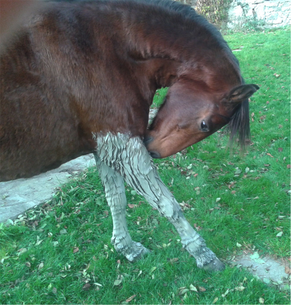 Clay : A well-known care for horses