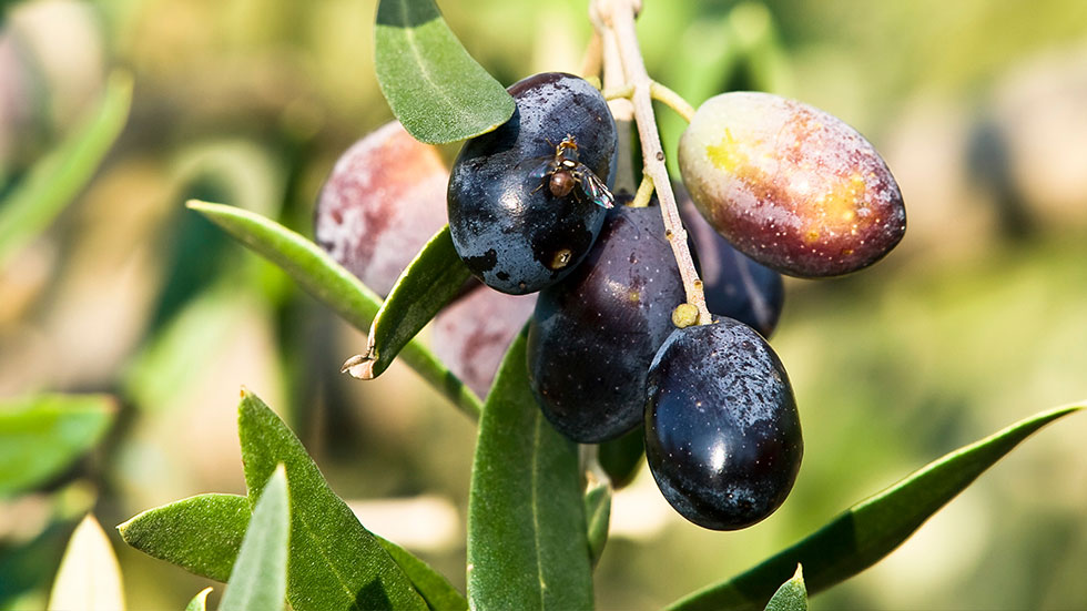 The olive fly, the enemy of olive trees!