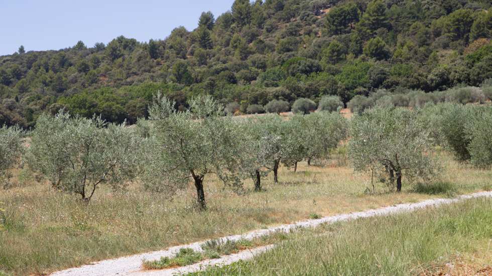 The Velay Green Clay, a protective layer for olive trees