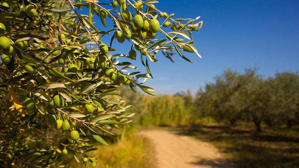 Arcilla verde para tratar los olivos contra la mosca del olivo.