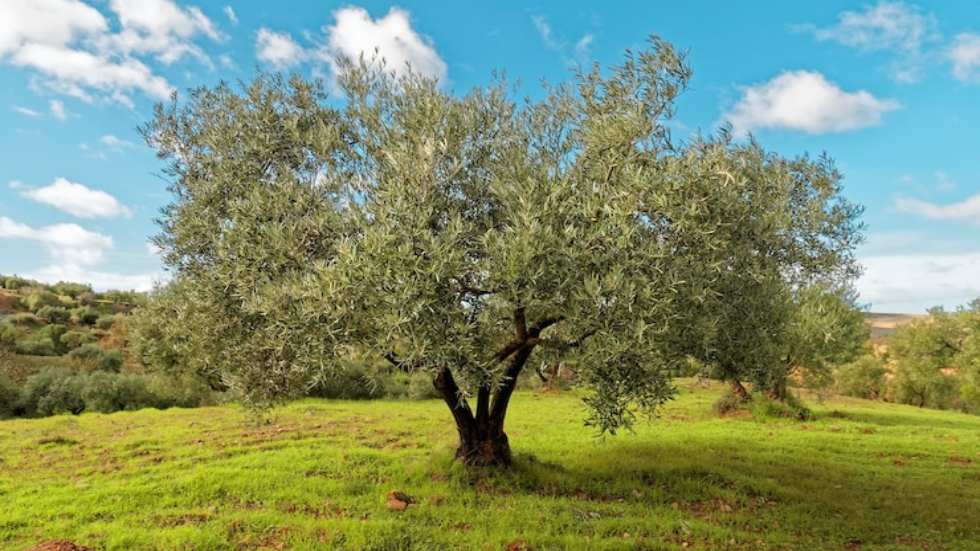 The Velay Green Clay protects the olive trees by preventing fly laying.